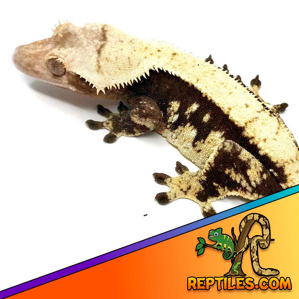 chocolate harlequin crested gecko for sale