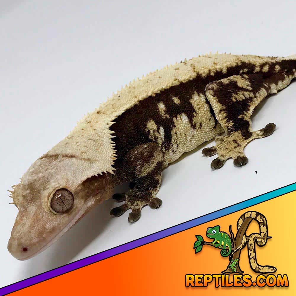 chocolate harlequin crested gecko