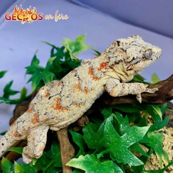 orange blotch gargoyle gecko