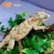 orange blotch gargoyle gecko