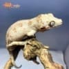 orange blotched gargoyle gecko