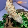 orange blotched gargoyle geckos