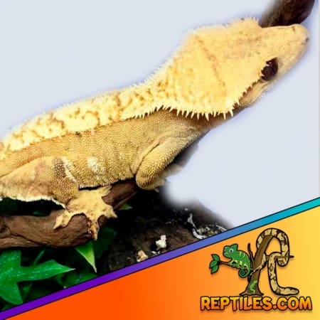 yellow harlequin crested gecko