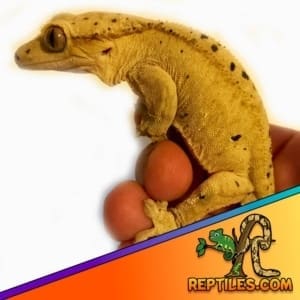 Dalmatian crested gecko