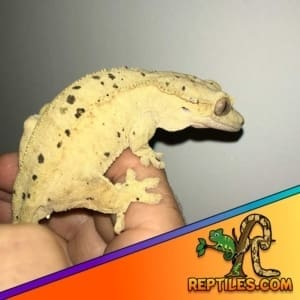 dalmatian crested gecko for sale