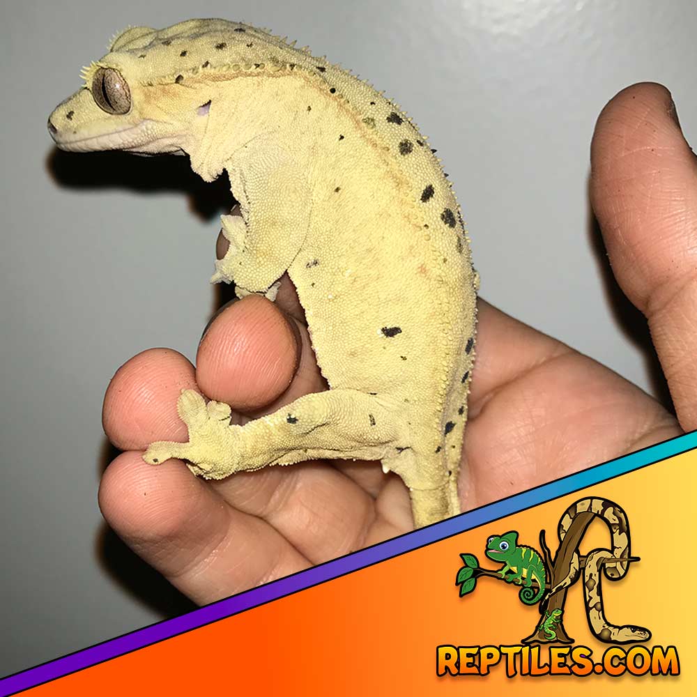 dalmatian crested gecko