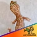 chocolate albino leopard gecko for sale