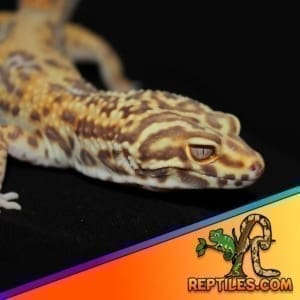 chocolate albino leopard gecko