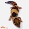 African fat tail gecko for sale