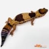 fat tail geckos for sale