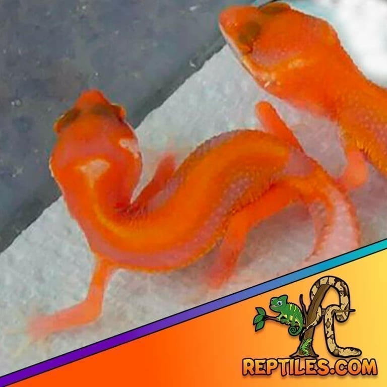 Firewater leopard gecko for sale baby firewater leopard geckos