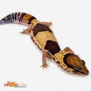 patterned fat tail gecko for sale