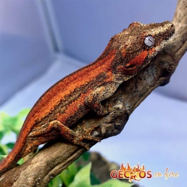 red orange striped gargoyle gecko