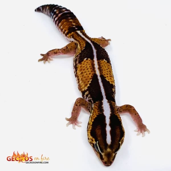 striped fat tail gecko