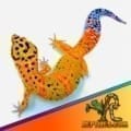 inferno leopard gecko