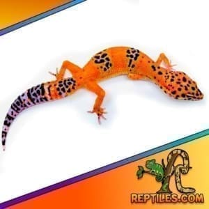 inferno leopard gecko for sale