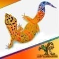 inferno leopard geckos for sale