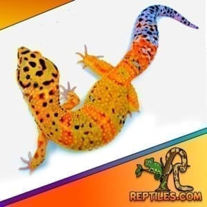 leopard gecko colors