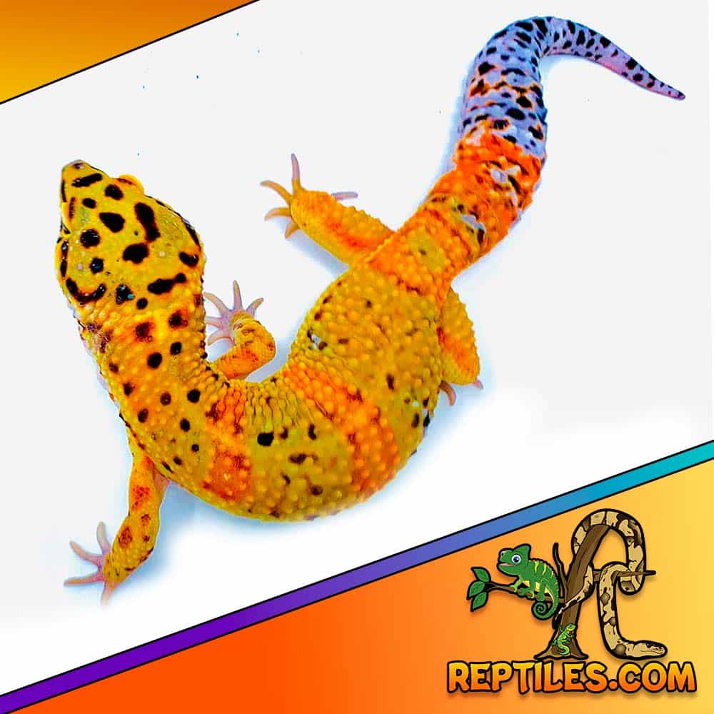 inferno leopard geckos