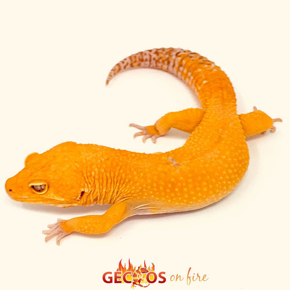 sunglow leopard gecko Archives Leopard Geckos for sale Crested