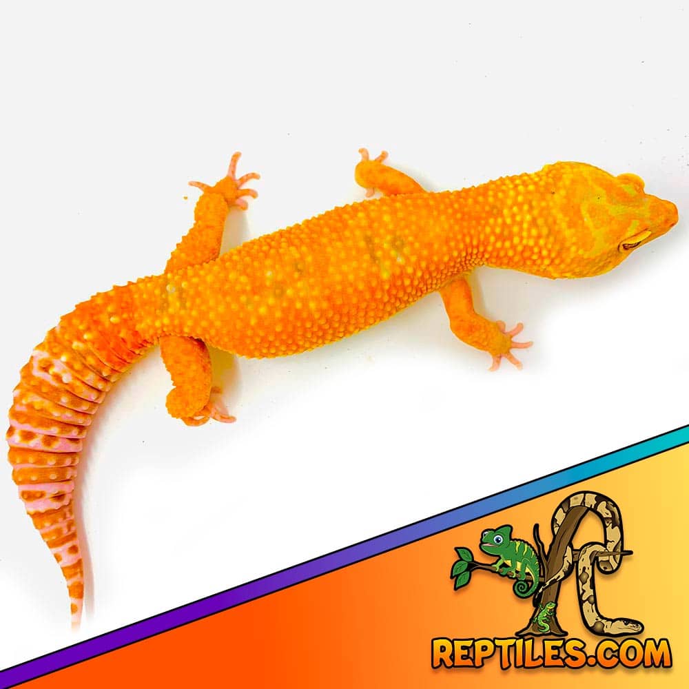 tangelo leopard gecko for sale