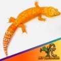 tangelo leopard gecko morphs