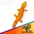 Tangelo leopard gecko price