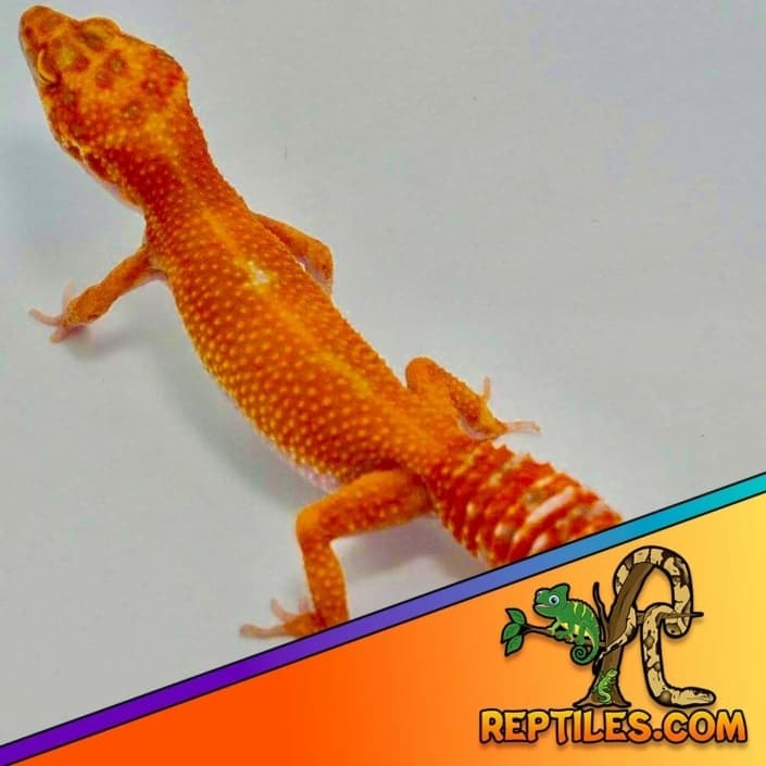 Tangerine leopard gecko for sale tangerine leopard gecko morphs