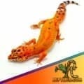 tangerine leopard gecko for sale