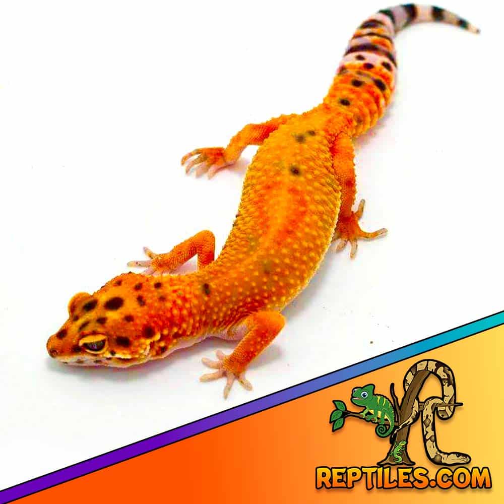 tangerine leopard cost