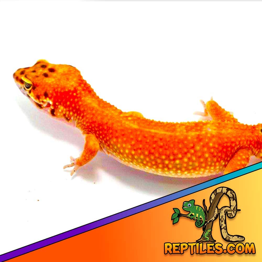 tangerine leopard gecko