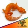 tangerine leopard geckos