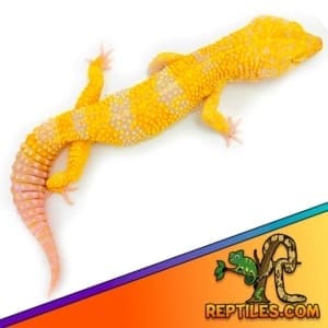 Giant Tremper leopard gecko for sale