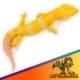 Giant Tremper leopard gecko