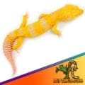 Tremper Super Giant leopard gecko