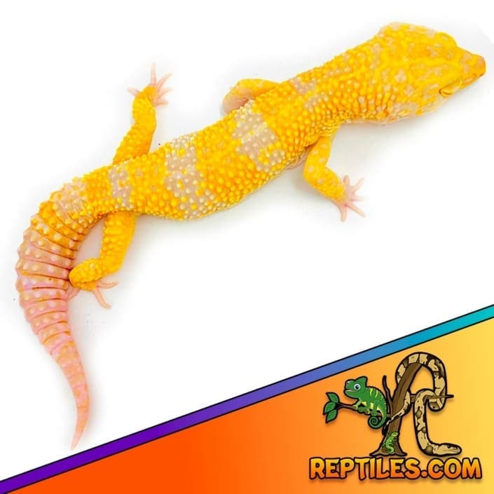 Tremper Super Giant Leopard gecko Tangerine super giant gecko