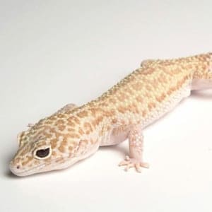 Raptor leopard gecko for sale