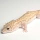 Raptor leopard gecko for sale