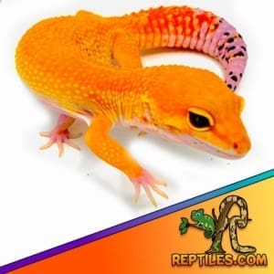 electric tangerine leopard gecko