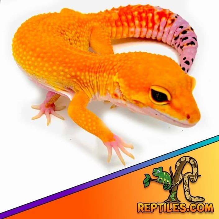 Electric Tangerine leopard gecko for sale leopard geckos for sale