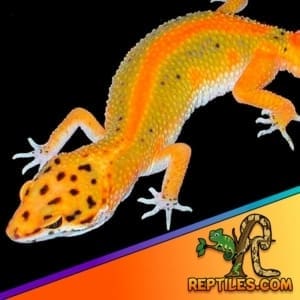 emerine leopard gecko for sale