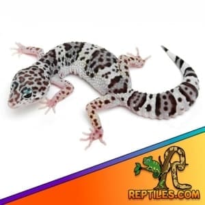 Tug Snow leopard gecko for sale