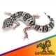 Tug Snow leopard gecko for sale