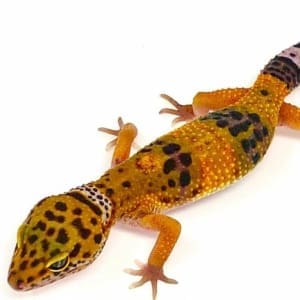 blood purple head leopard gecko