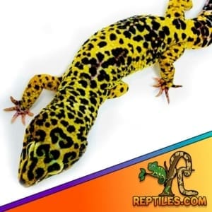 bold super giant leopard gecko for sale