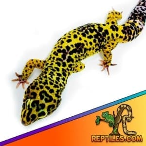 giant leopard geckos