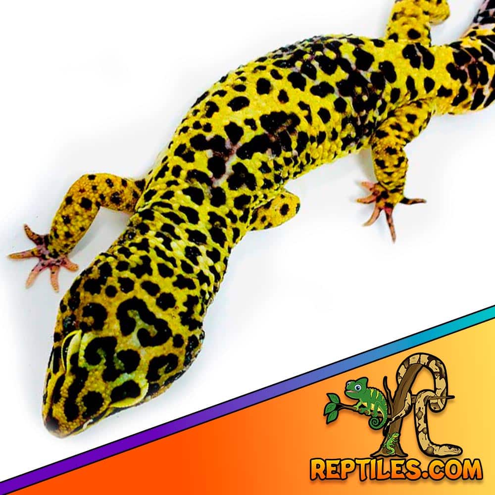 giant leopard gecko for sale