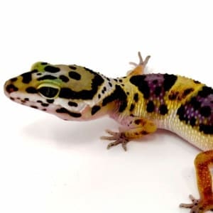 lavender bold leopard gecko