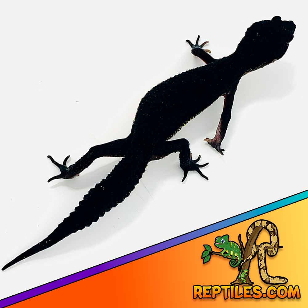 black leopard gecko