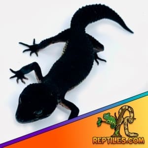 black night leopard gecko